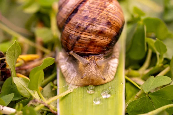 Garden snail drink water, macro nature, extreme close up snail in a natural habitat with rain drops on a grass