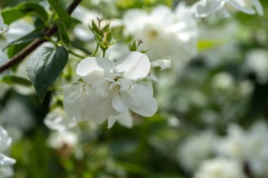 Beyaz yasemin çiçekleri çalıların üzerinde, yasemin dalları yakın