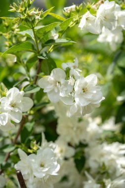 Beyaz yasemin çiçekleri çalıların üzerinde, yasemin dalları yakın