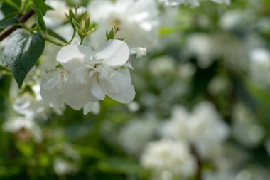 Beyaz yasemin çiçekleri çalıların üzerinde, yasemin dalları yakın