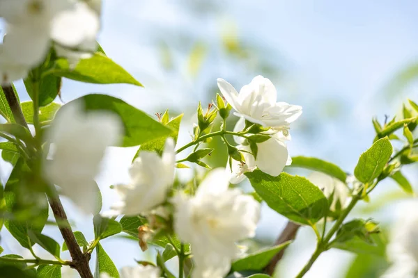 Witte Jasmijn Bloemen Een Struik Jasmijn Tak Close — Stockfoto