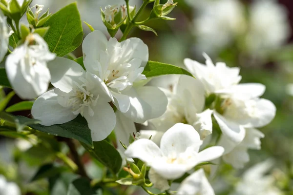 Witte Jasmijn Bloemen Een Struik Jasmijn Tak Close — Stockfoto