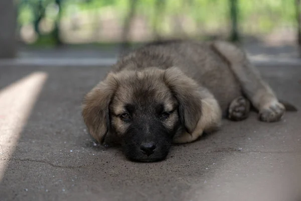 Caddedeki soysuz köpek yavrusu, açık havada yaz, evsiz köpek.