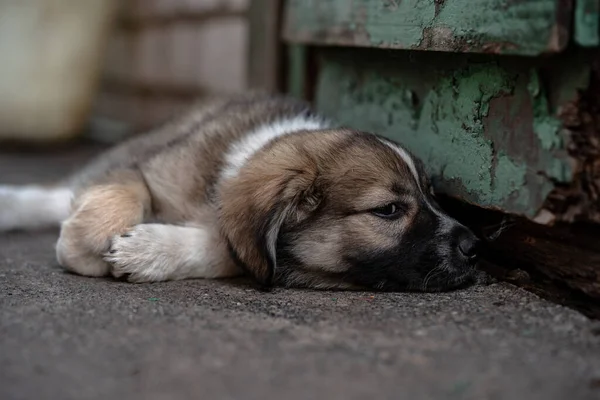 Caddedeki soysuz köpek yavrusu, açık havada yaz, evsiz köpek.