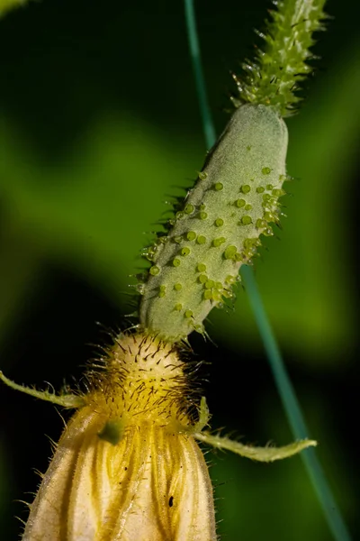 Young Plant Cucumber Yellow Flowers Garden Organic Farming — Stock Photo, Image