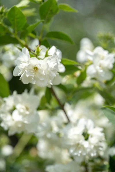 Witte Jasmijn Bloemen Een Struik Jasmijn Tak Close — Stockfoto