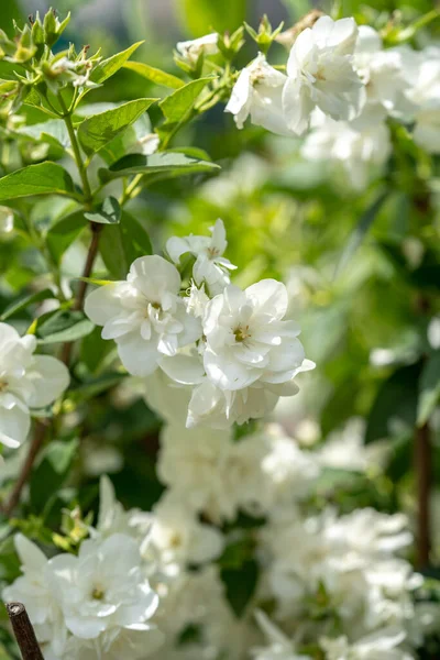 Witte Jasmijn Bloemen Een Struik Jasmijn Tak Close — Stockfoto