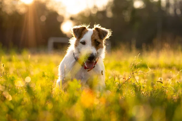Pura Raza Jack Russell Terrier Caminar Aire Libre Hierba Una — Foto de Stock