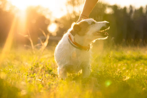 Pura Raza Jack Russell Terrier Caminar Aire Libre Hierba Una — Foto de Stock