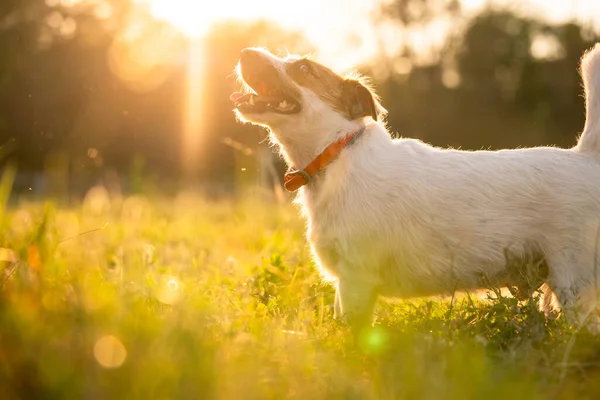 Czysty Jack Russell Terrier Spaceruje Trawie Zachodzie Słońca Miękkie Podświetlenie — Zdjęcie stockowe