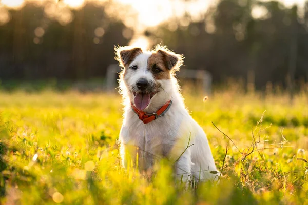 Renrasiga Jack Russell Terrier Utomhus Gräs Solnedgång Mjuk Sol Bakgrundsbelysning — Stockfoto