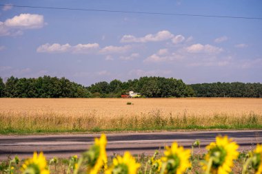 Tarladaki hasatları birleştirin. Buğday hasadı. Tarladaki leylekler tahıl topluyor.