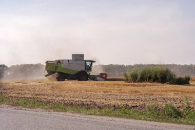 Tarladaki hasatları birleştirin. Buğday hasadı. Tarladaki leylekler tahıl topluyor.