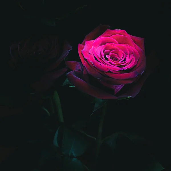 Bellissime Rose Scarlatte Uno Sfondo Oscurità — Foto Stock
