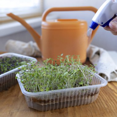 Spreyleme sırasında kohlrabi mikroyeşillerinin seçici odak fotoğrafı. Şehir içi tarım kavramı.