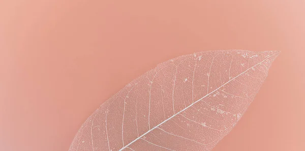 skeleton magnolia leaf. abstract composition on coral pink background. cozy composition with space for text