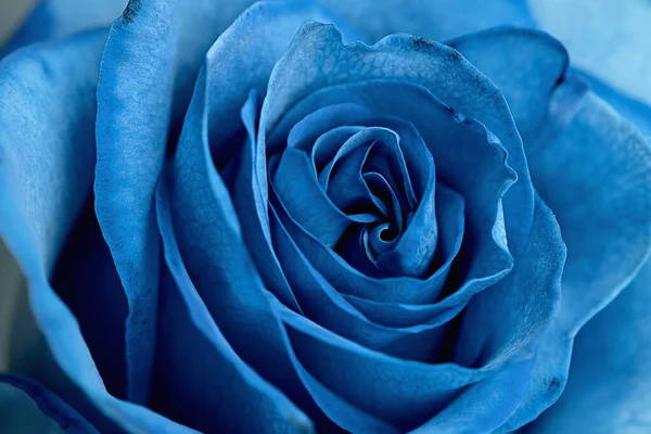 淡淡的蓝色玫瑰 图库图片
