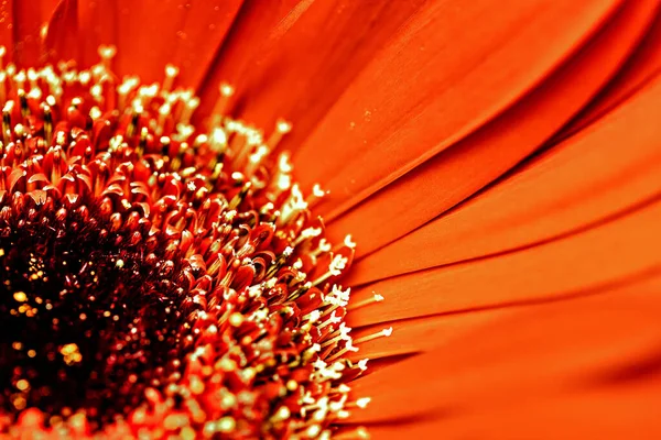 Gros Plan Des Pétales Gerbera Orange Comme Fond — Photo