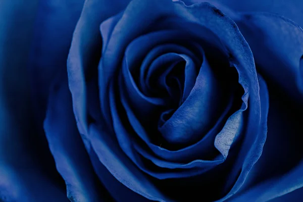 Foto Messa Fuoco Selettiva Splendida Rosa Blu Primo Piano — Foto Stock