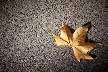 asfalt üzerinde yaprak