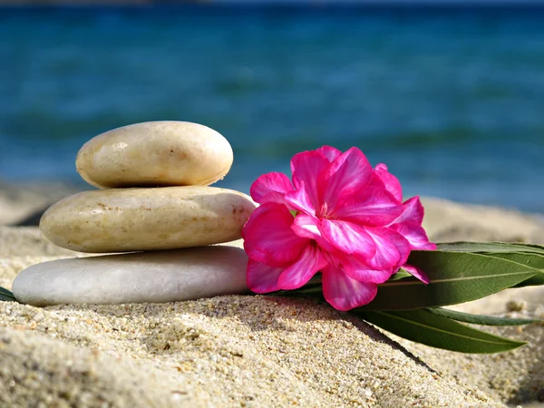 Zen stones with flower — Stock Photo, Image