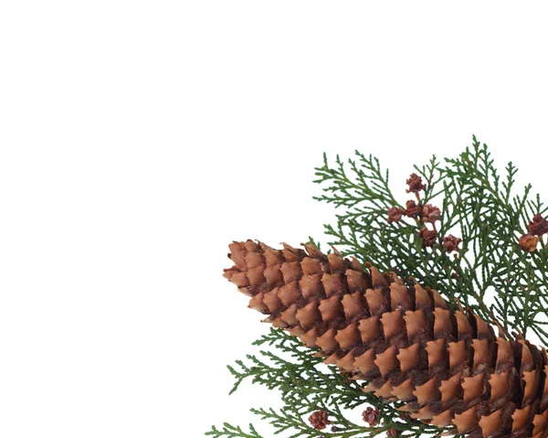 Christmas decorative fir branches — Stock Photo, Image