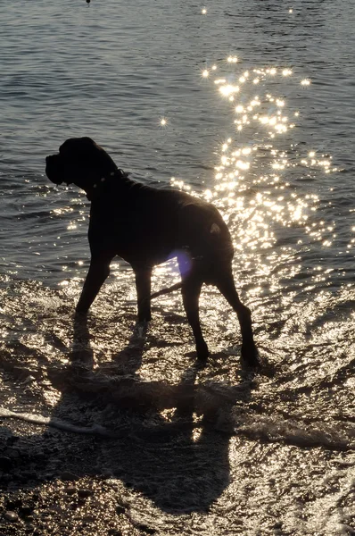 Czarny pies na plaży — Zdjęcie stockowe