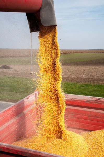 Lossning en rekordskörd — Stockfoto