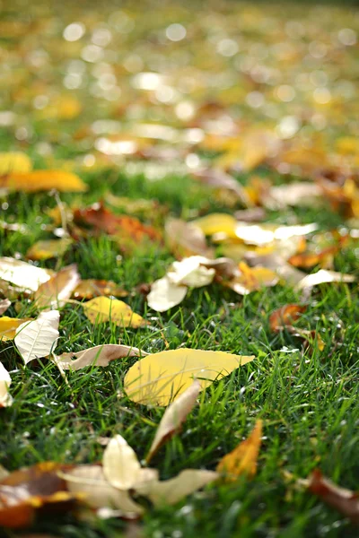 Beautiful autumn leaves — Stock Photo, Image