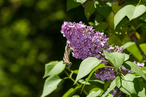 Fjäril på en blomma — Stockfoto