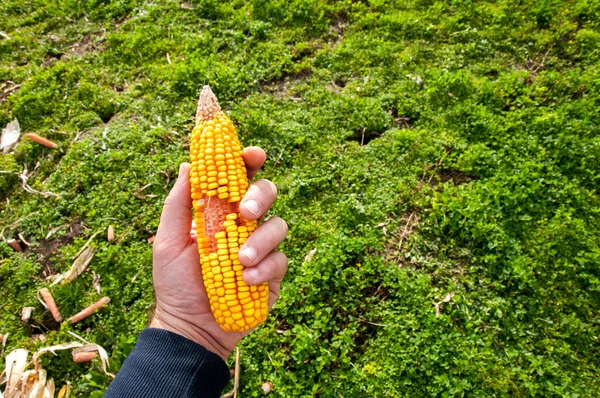 Eine Ähre — Stockfoto