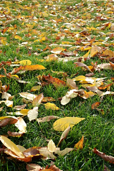 Belle foglie d'autunno Foto Stock