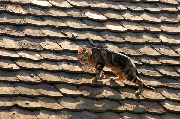 Kočka na střeše Stock Snímky