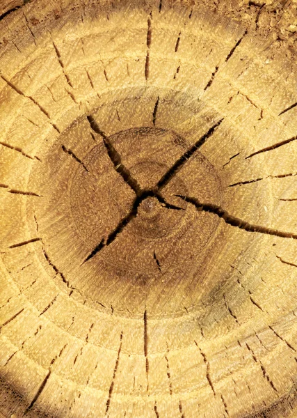 天然木の背景 ロイヤリティフリーのストック画像