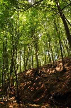 vahşi orman ağaçlarında