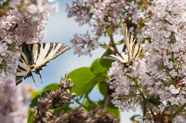 Mariposa en una flor —  Fotos de Stock