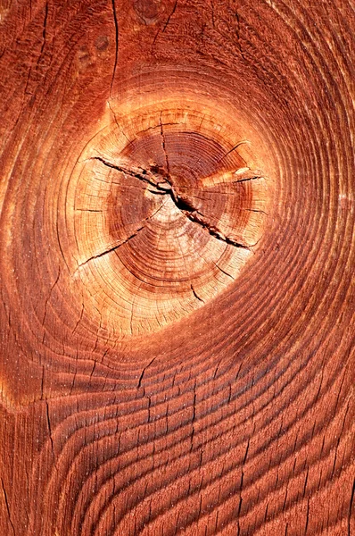 Wood rings texture