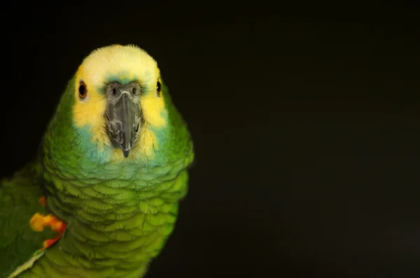 Papagaio da Amazónia — Fotografia de Stock