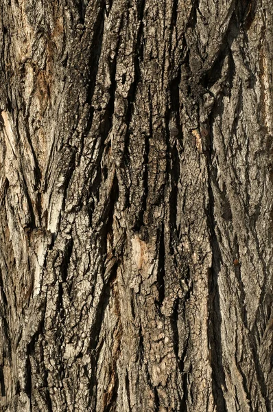 Old tree bark — Stock Photo, Image