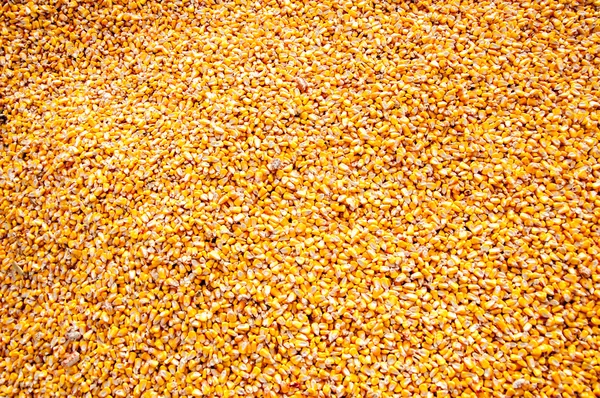 Maïs zaad textuur, — Stockfoto