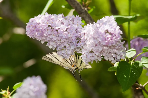 Schmetterling auf einer Blume — Stockfoto