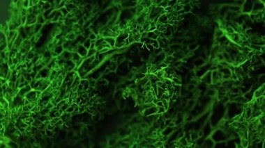 Zümrüt yeşili yosun daire şeklinde döner. Daire planlayıcılarının güzel tropikal arka planı