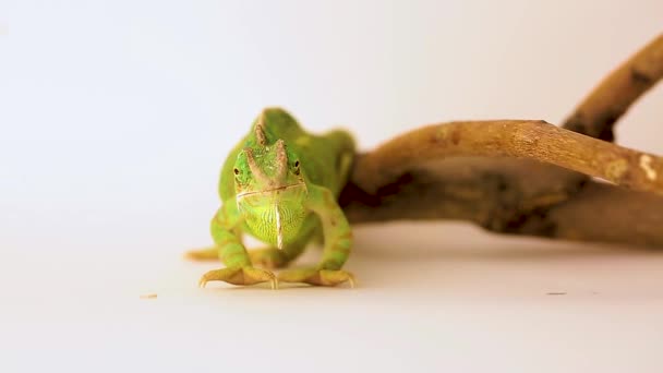 Kameleon łapie owada z bliska językiem na białym tle. Polowanie na gady. Studio fotografowania zwierząt. — Wideo stockowe