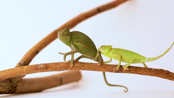 Chameleons close-up on a white background. The younger chameleon climbs onto the older one. Studio shooting of animals. — Stock Video