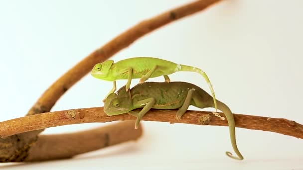 Chameleons close-up on a white background. The younger chameleon climbs onto the older one. Studio shooting of animals. — Stock Video
