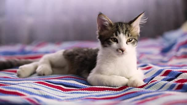Kociak ziewa leżąc na łóżku z bliska. Śpiący kotek. Koncepcja snu lub przebudzenia. — Wideo stockowe
