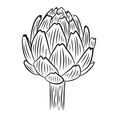 Enginar mı? Beyaz arka planda izole edilmiş el çizimi vektör çizimi.