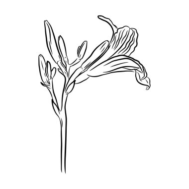 Gündüz vakti. Beyaz arkaplanda izole edilmiş, çizgi sanat tarzının el çizimi vektör illüstrasyonu.