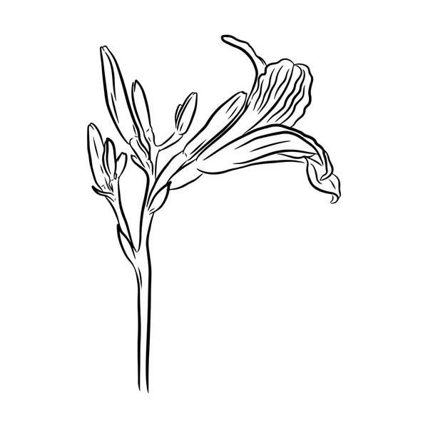 Daylily Illustration Vectorielle Dessinée Main Style Line Art Isolée Sur — Image vectorielle