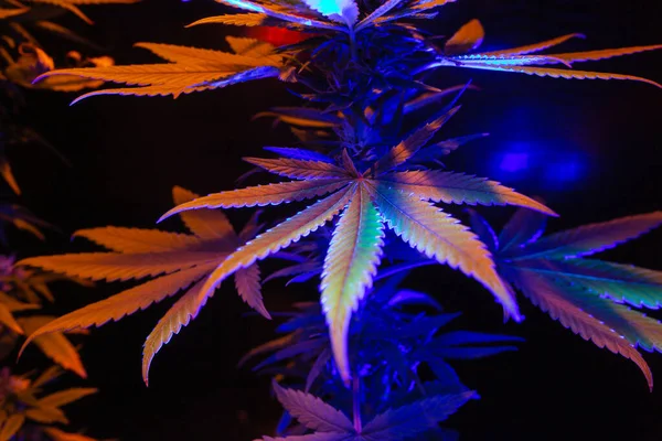 Psikedelik Renk Efektli Marihuana Yaprakları Tıbbi Marihuana Bitkisinin Sanatsal Yeni — Stok fotoğraf